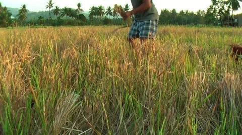 Harvesting rice Stock Footage 22327953