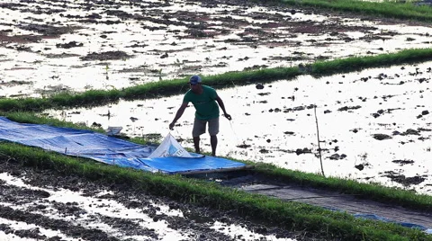 Harvesting of rice Stock Footage 46806235