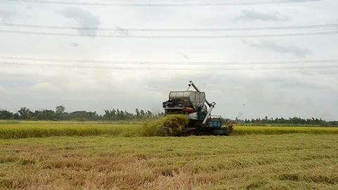 Harvesting rice Video stock 94801336