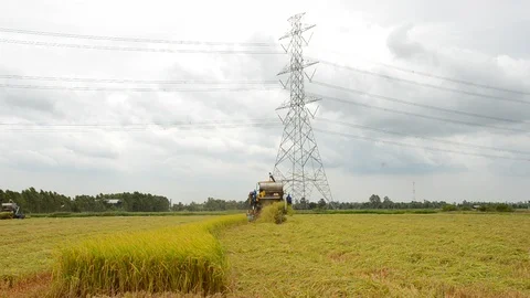 Harvesting rice Video stock 102020617