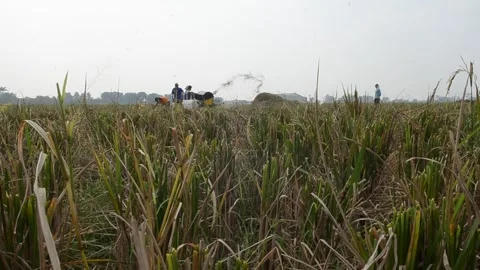 Harvesting Rice Stock Footage 132416069