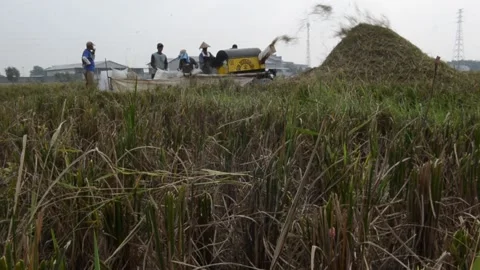 Harvesting Rice Stock Footage 132416112