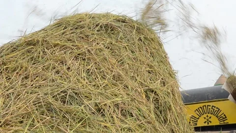 Harvesting Rice Stock Footage 132416124