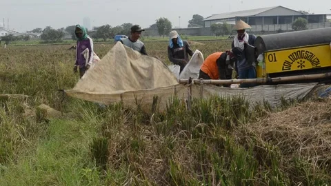 Harvesting Rice Stock Footage 132416969