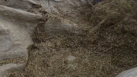 Harvesting Rice Stock Footage 132416994