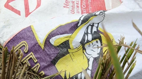 Harvesting Rice Stock Footage 132417041