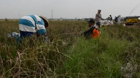 Harvesting Rice Stock Footage 132417201