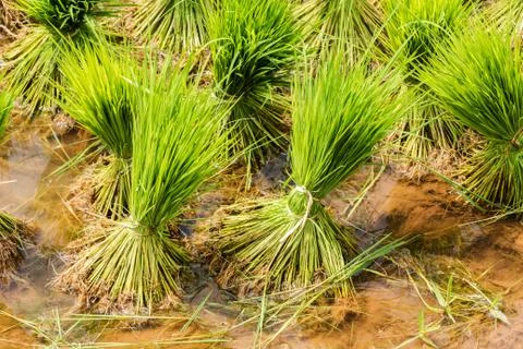 Harvesting rice Stock Photos