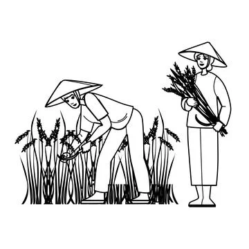 Harvesting rice vector Stock Illustration