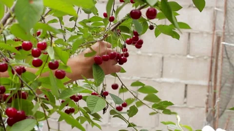 Harvesting, ripe cherry Stock-Footage 53198112