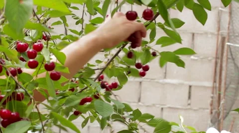Harvesting, ripe cherry Vidéo 53198118