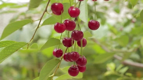 Harvesting, ripe cherry Stock-Footage 53198128