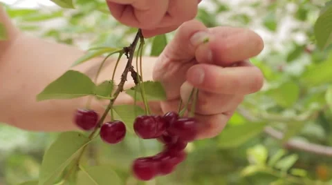 Harvesting, ripe cherry Stock-Footage 53198133