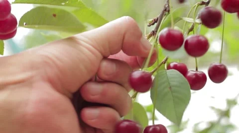 Harvesting, ripe cherry Stock-Footage 53198154