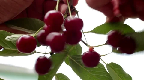 Harvesting, ripe cherry Stock-Footage 53198163