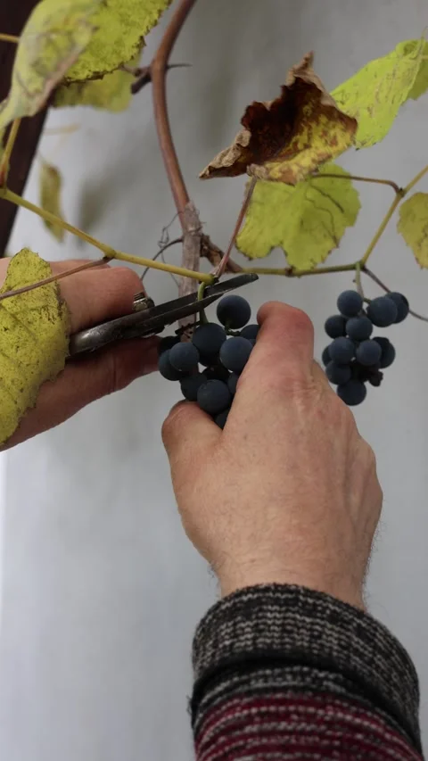 Harvesting ripe grapes with pruning shears. Stock Footage 318900302