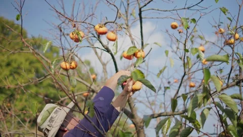 Harvesting Ripe Persimmons from a Tree with Pruning Shears Video stock 347884416