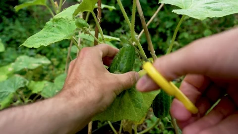 Harvesting Ripe Pickling Cucumber Using Scissors in Home Garden Stock Footage 313048804