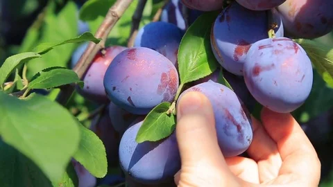 Harvesting of ripe plums. Stock Footage