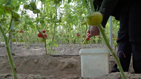 Harvesting ripe tomatoes in a lush greenhouse in Karbala, Iraq Vídeos de archivo 303331988