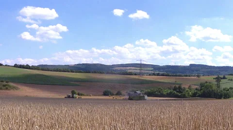 Harvesting of ripe wheat. Stock Footage 31739775