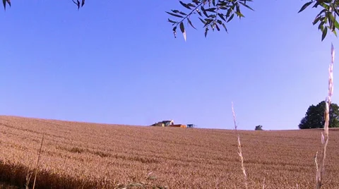 Harvesting of ripe wheat. Stock Footage 34647958