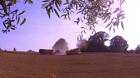 Harvesting of ripe wheat. Stock Footage 34648543