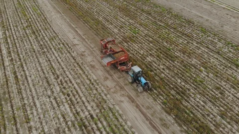 Harvesting of root crops trailed potato harvester with sorter on Board Stock Footage 118740792