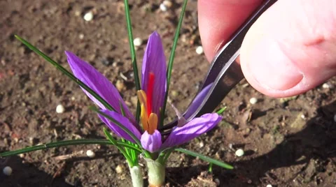 Harvesting Saffron from crocus Stock-Footage 44284449
