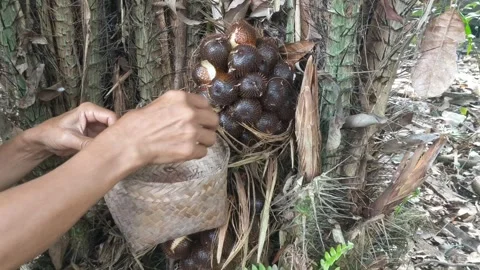 Harvesting salak fruit Stock Footage 249237384