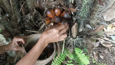 Harvesting salak fruit Stock Footage 249237442