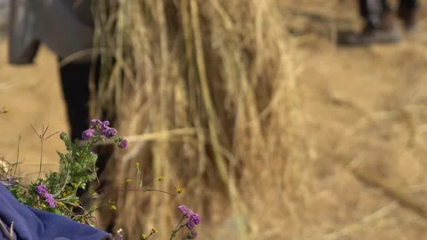 Harvesting, separating paddy traditionally Stock Footage 270865216