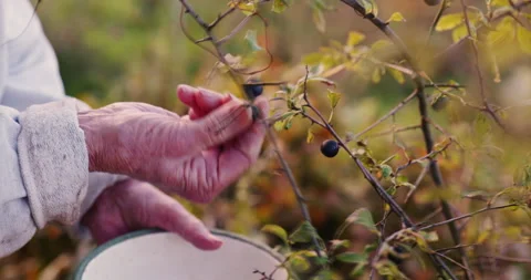 Harvesting sloes Stock Footage 254802746