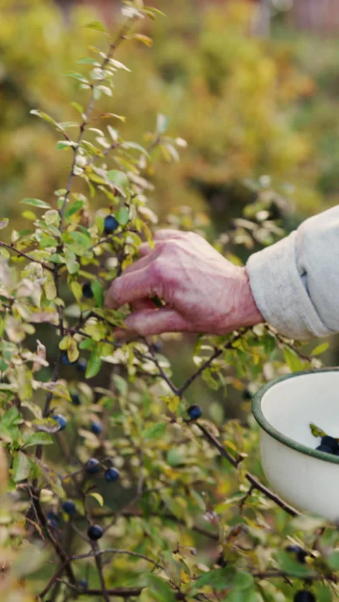 Harvesting sloes Stock Footage 254803213