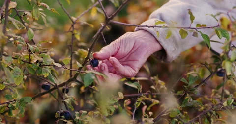 Harvesting sloes Stock Footage 254803372