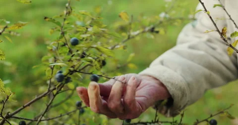 Harvesting sloes Stock Footage 254804238