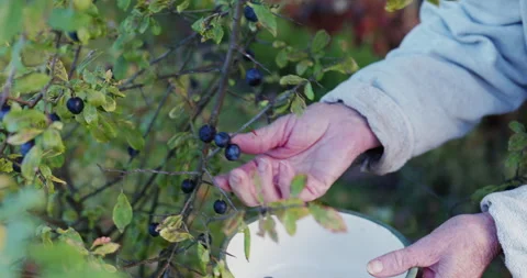 Harvesting sloes Stock Footage 254804484
