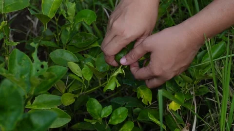 Harvesting small lemons Stock Footage 320227497