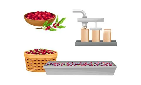 Harvesting, sorting and packing coffee. Coffee industry production vector Stock Illustration
