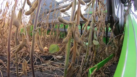 Harvesting soybeans, a close-up of the header Stock Footage 158148748