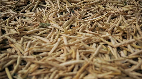 Harvesting soybeans Stock Footage 61215713