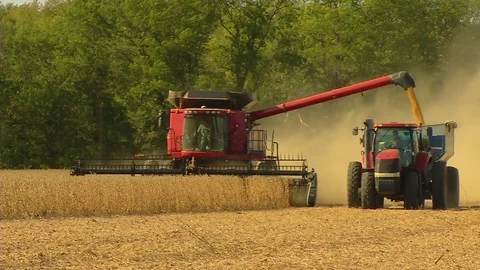 Harvesting Soybeans Stock Footage 80656179