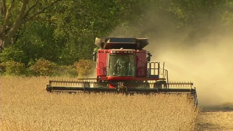 Harvesting Soybeans Stock Footage 80657409