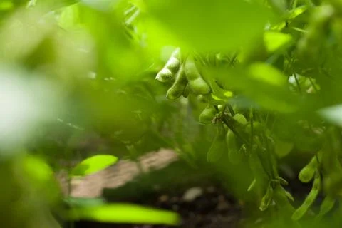Harvesting soybeans Stock Photos