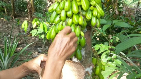 Harvesting star fruit Stock Footage 249237003