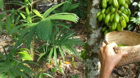 Harvesting star fruit Stock Footage 249237310
