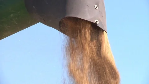 Harvesting on a storage trailer Stock Footage 88675606