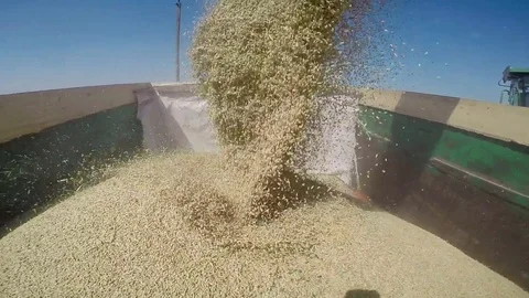 Harvesting on a storage trailer Vídeo Stock 88675616