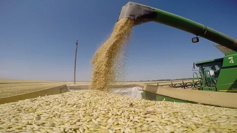 Harvesting on a storage trailer Stock Footage 88675635