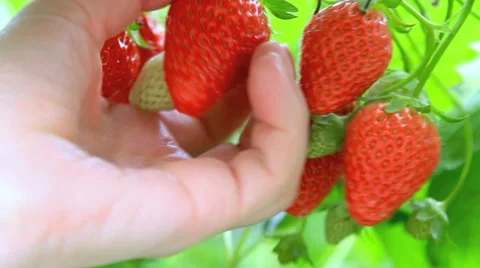Harvesting Strawberries. Video stock 11128713